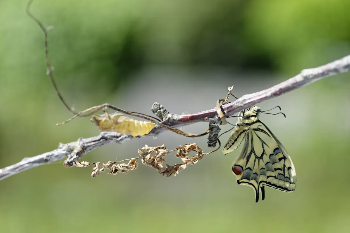 Naissance et métamorphose d’un papillon machaon — photographie d’Yvon JACQUES