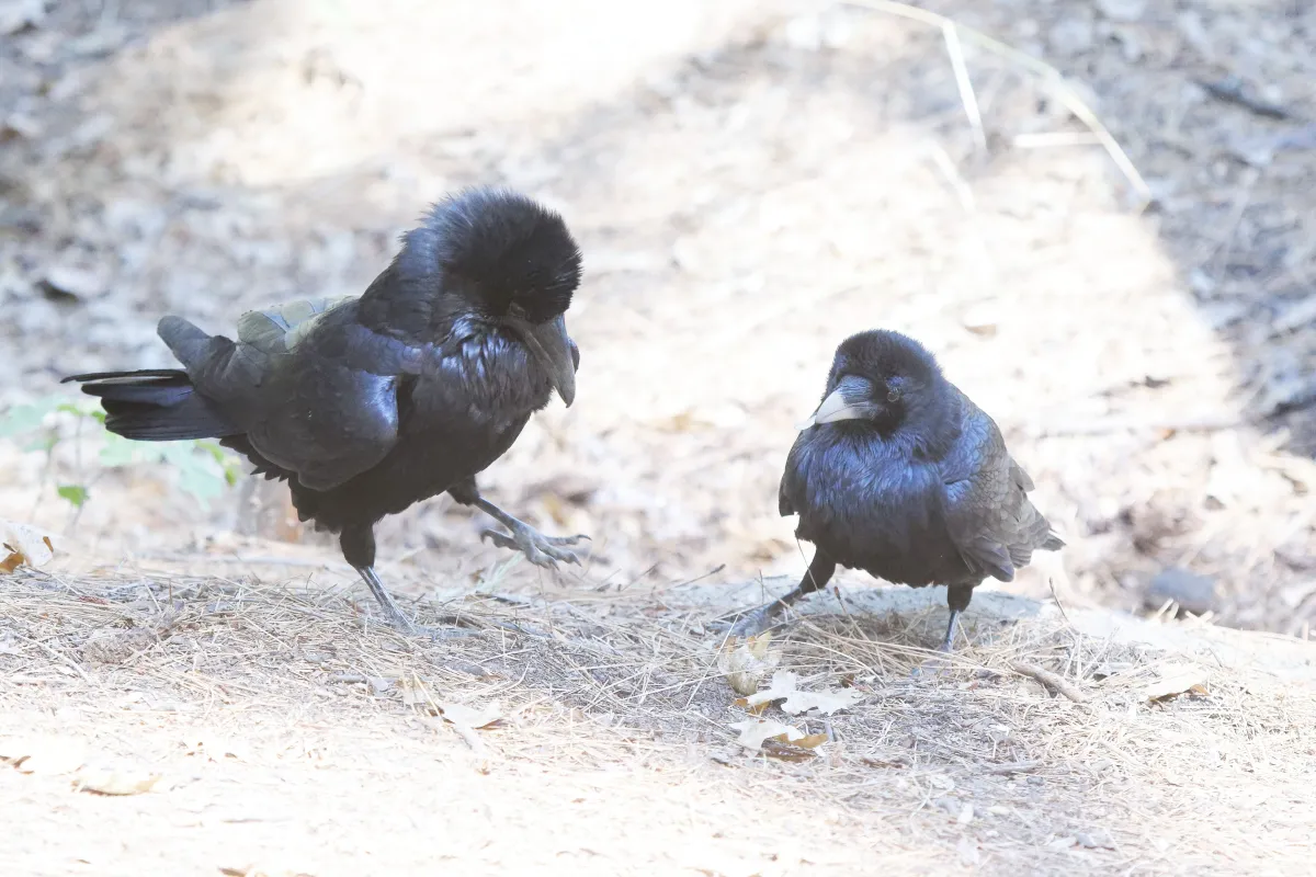 Oiseau sauvage dans son milieu naturel — photographie d’Yvon JACQUES