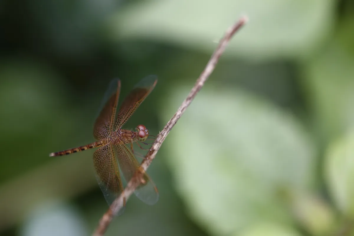 Libellule du Vietnam dans un milieu tropical — photographie d’Yvon JACQUES
