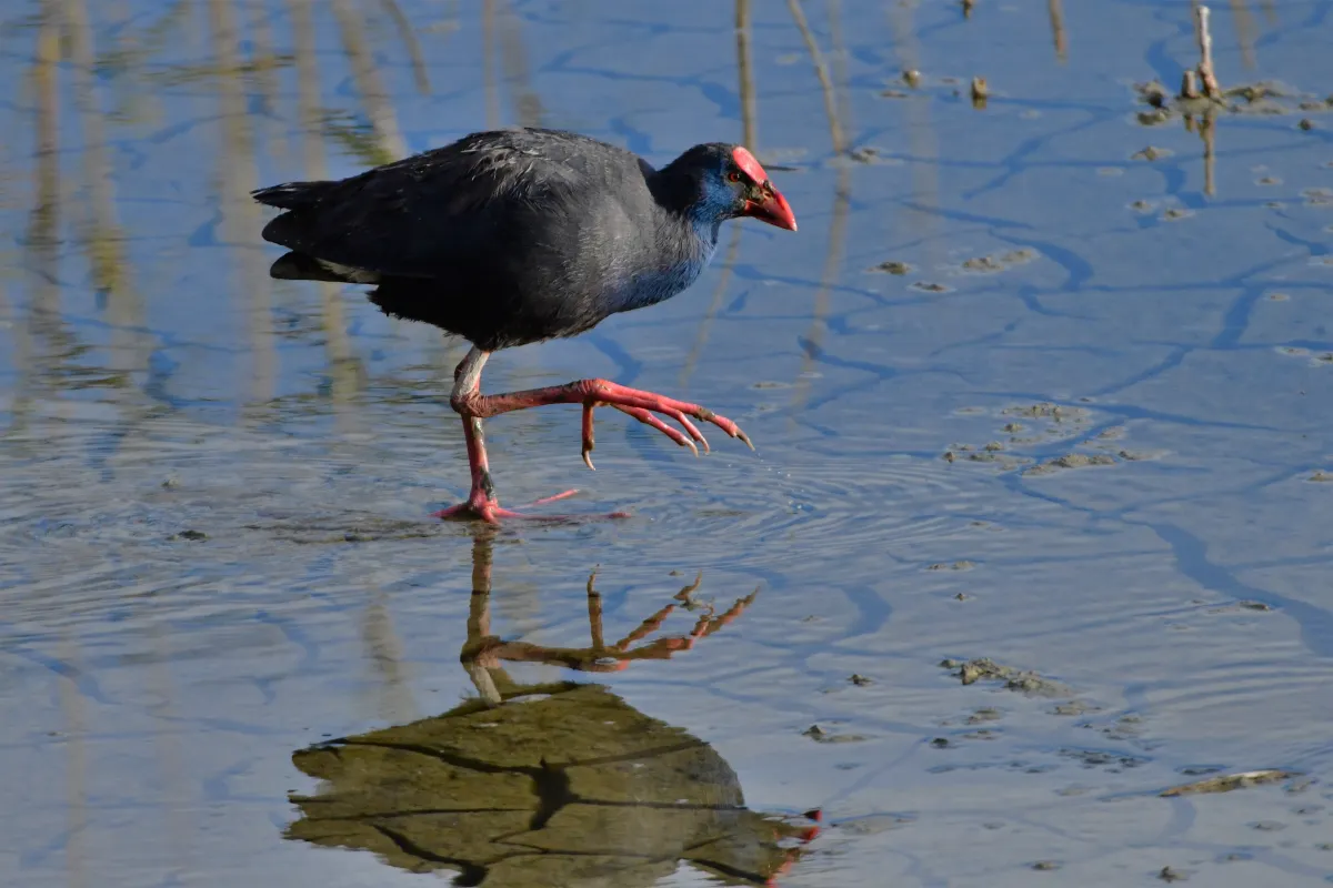 Oiseau sauvage dans son milieu naturel — photographie d’Yvon JACQUES