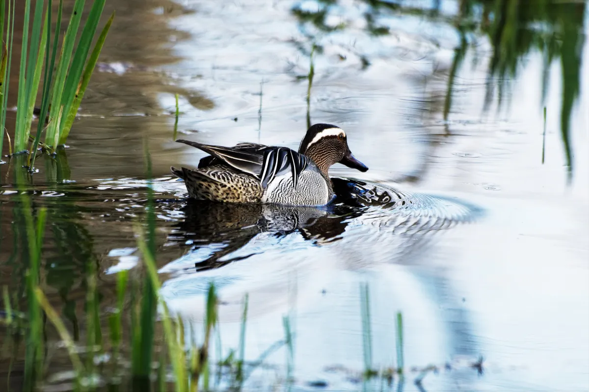 Oiseau sauvage dans son milieu naturel — photographie d’Yvon JACQUES