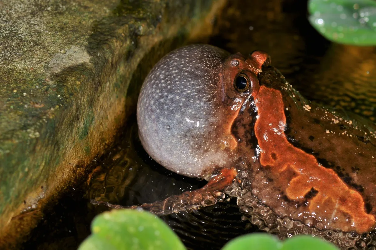 Grenouille, crapaud ou batracien à fleur d’eau — photographie d’Yvon JACQUES