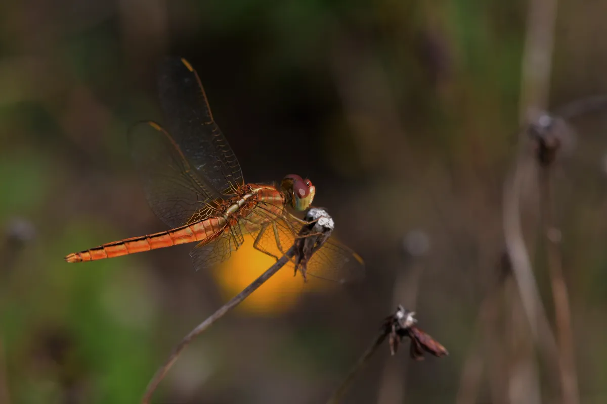 Libellule du Vietnam dans un milieu tropical — photographie d’Yvon JACQUES