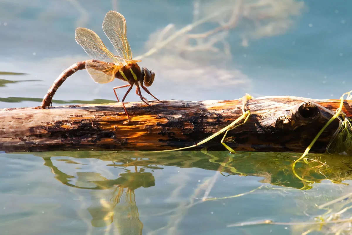 Libellule en vol, en ponte ou au repos — photographie d’Yvon JACQUES