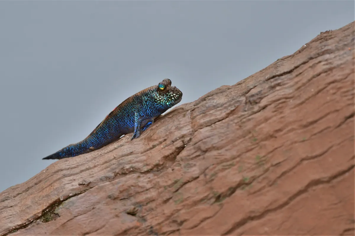 Périophtalme entre terre et eau — photographie d’Yvon JACQUES