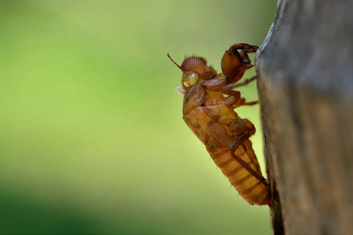 Insecte photographié en gros plan dans la nature — photographie d’Yvon JACQUES