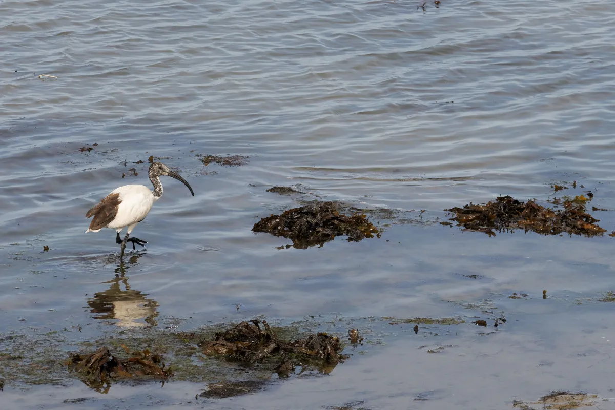 Oiseau sauvage dans son milieu naturel — photographie d’Yvon JACQUES