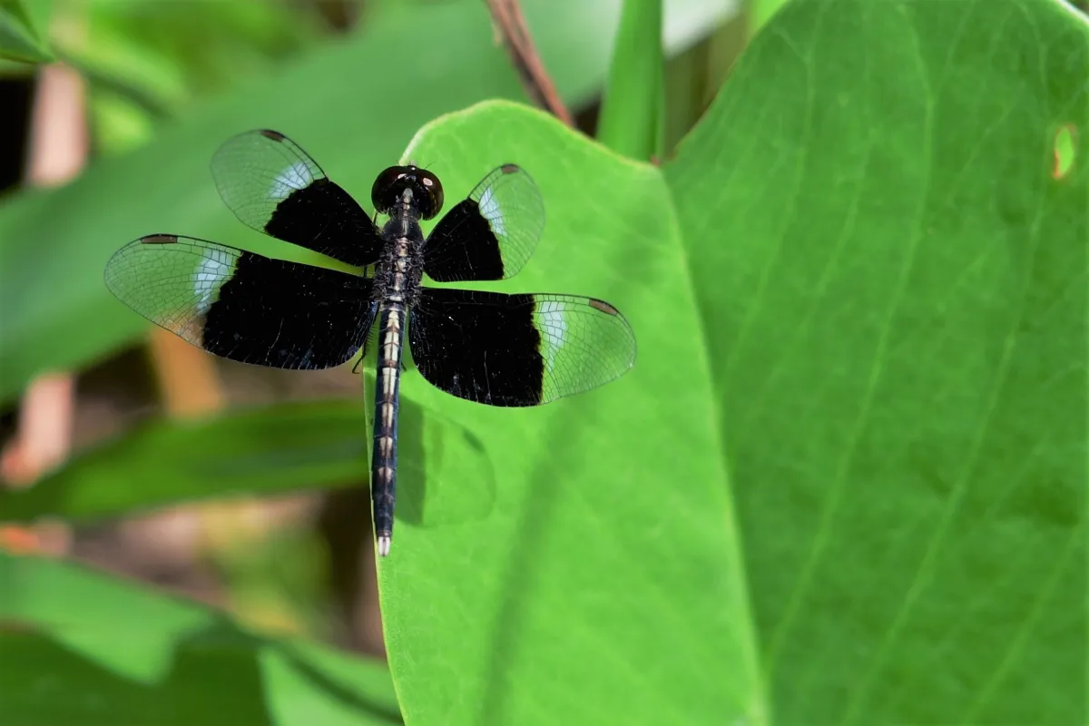 Libellule du Vietnam dans un milieu tropical — photographie d’Yvon JACQUES