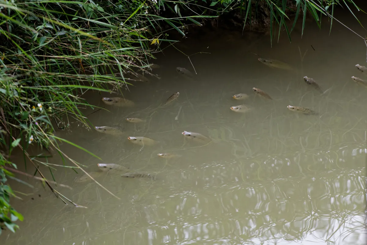 Poisson photographié sous la surface — photographie d’Yvon JACQUES