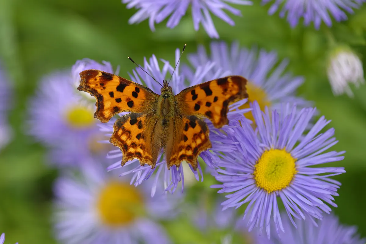 Papillon sauvage posé sur la végétation — photographie d’Yvon JACQUES