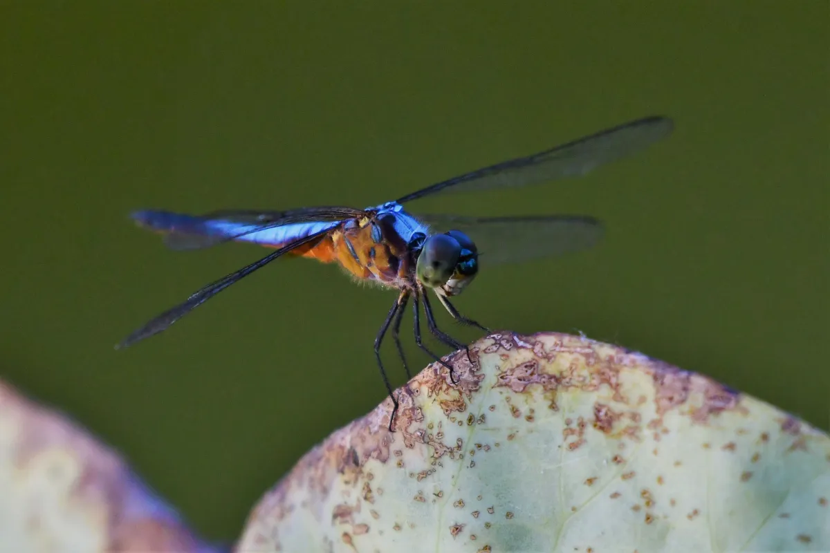 Libellule du Vietnam dans un milieu tropical — photographie d’Yvon JACQUES