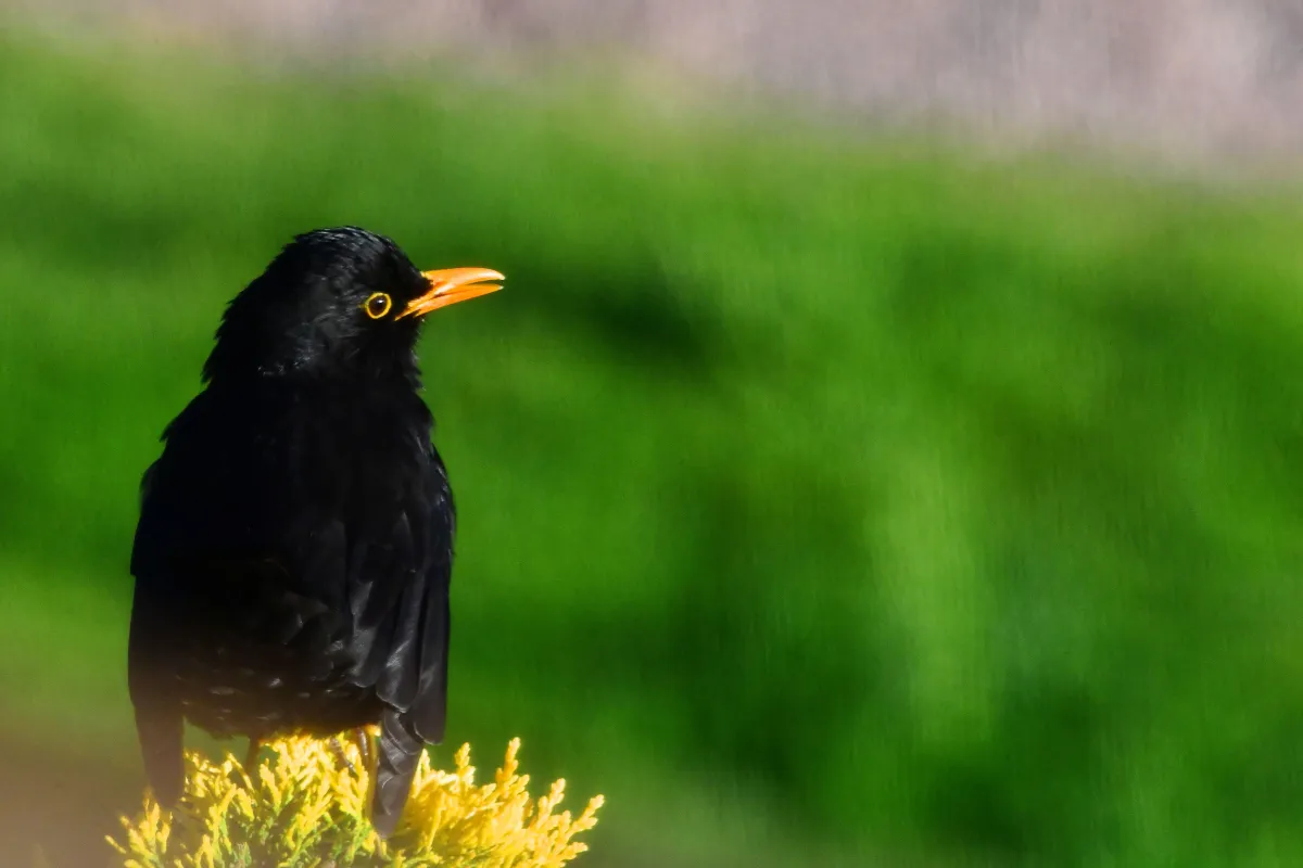Oiseau sauvage dans son milieu naturel — photographie d’Yvon JACQUES