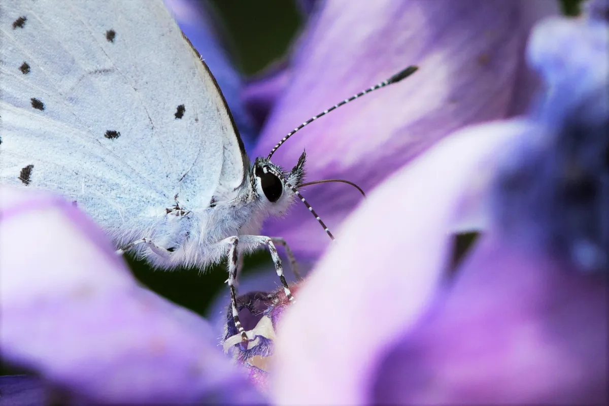 Papillon sauvage posé sur la végétation — photographie d’Yvon JACQUES