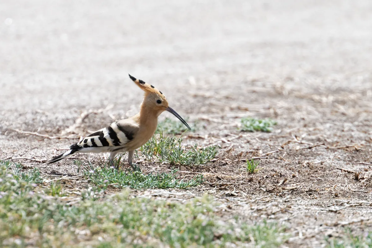 Oiseau sauvage dans son milieu naturel — photographie d’Yvon JACQUES