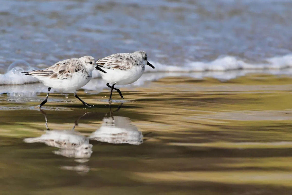 Oiseau sauvage dans son milieu naturel — photographie d’Yvon JACQUES
