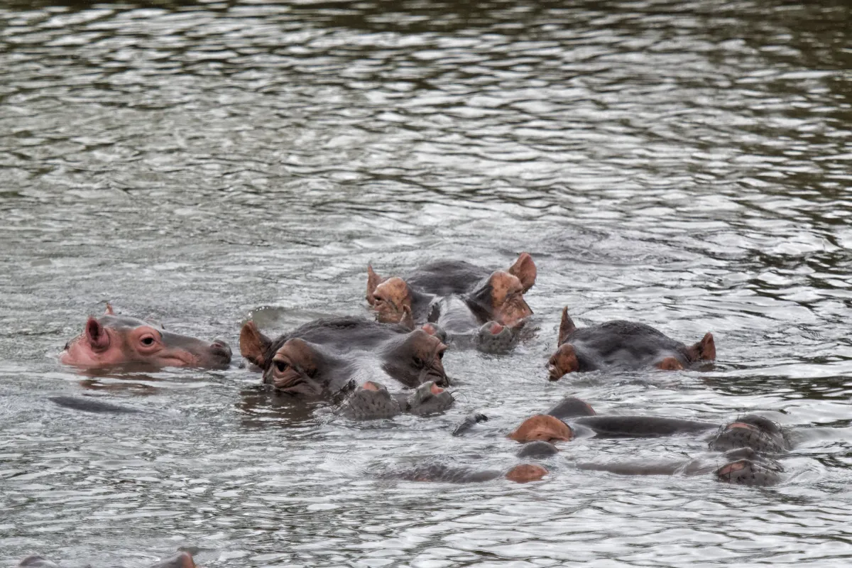 Faune, paysage ou rencontre en Afrique du Sud — photographie d’Yvon JACQUES
