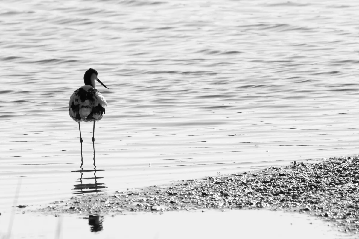 Photographie animalière artistique en high-key — photographie d’Yvon JACQUES