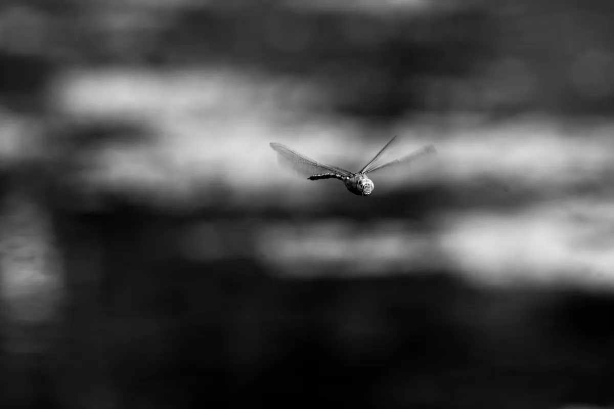 Photographie en noir et blanc jouant avec les ombres et la lumière — photographie d’Yvon JACQUES