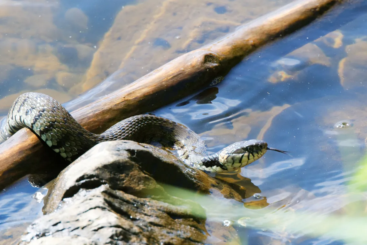 Serpent sauvage dans son milieu naturel — photographie d’Yvon JACQUES