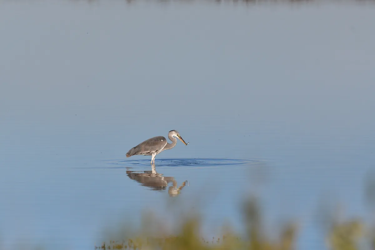 Oiseau sauvage au bec remarquable — photographie d’Yvon JACQUES