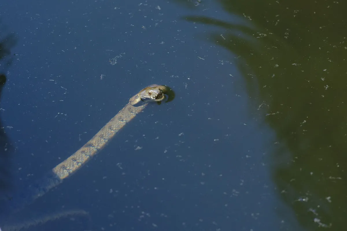 Serpent sauvage dans son milieu naturel — photographie d’Yvon JACQUES