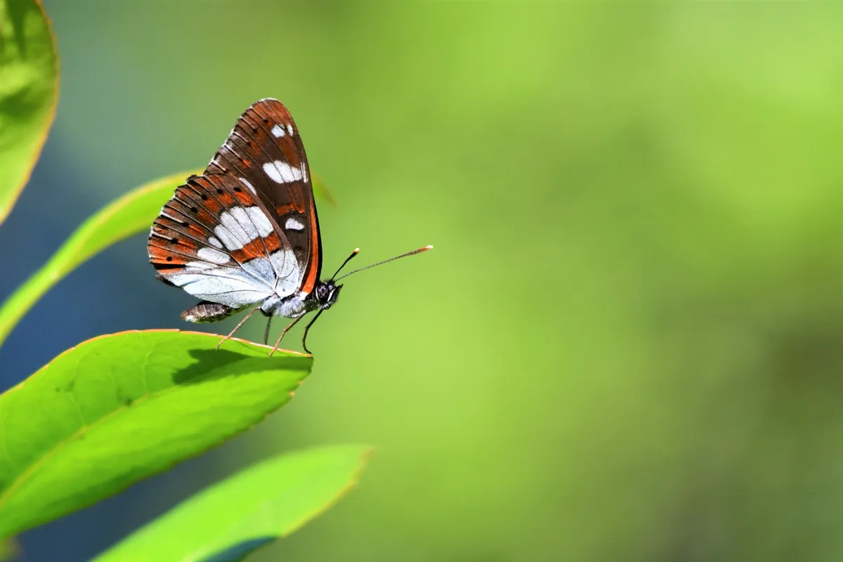 Papillon sauvage posé sur la végétation — photographie d’Yvon JACQUES