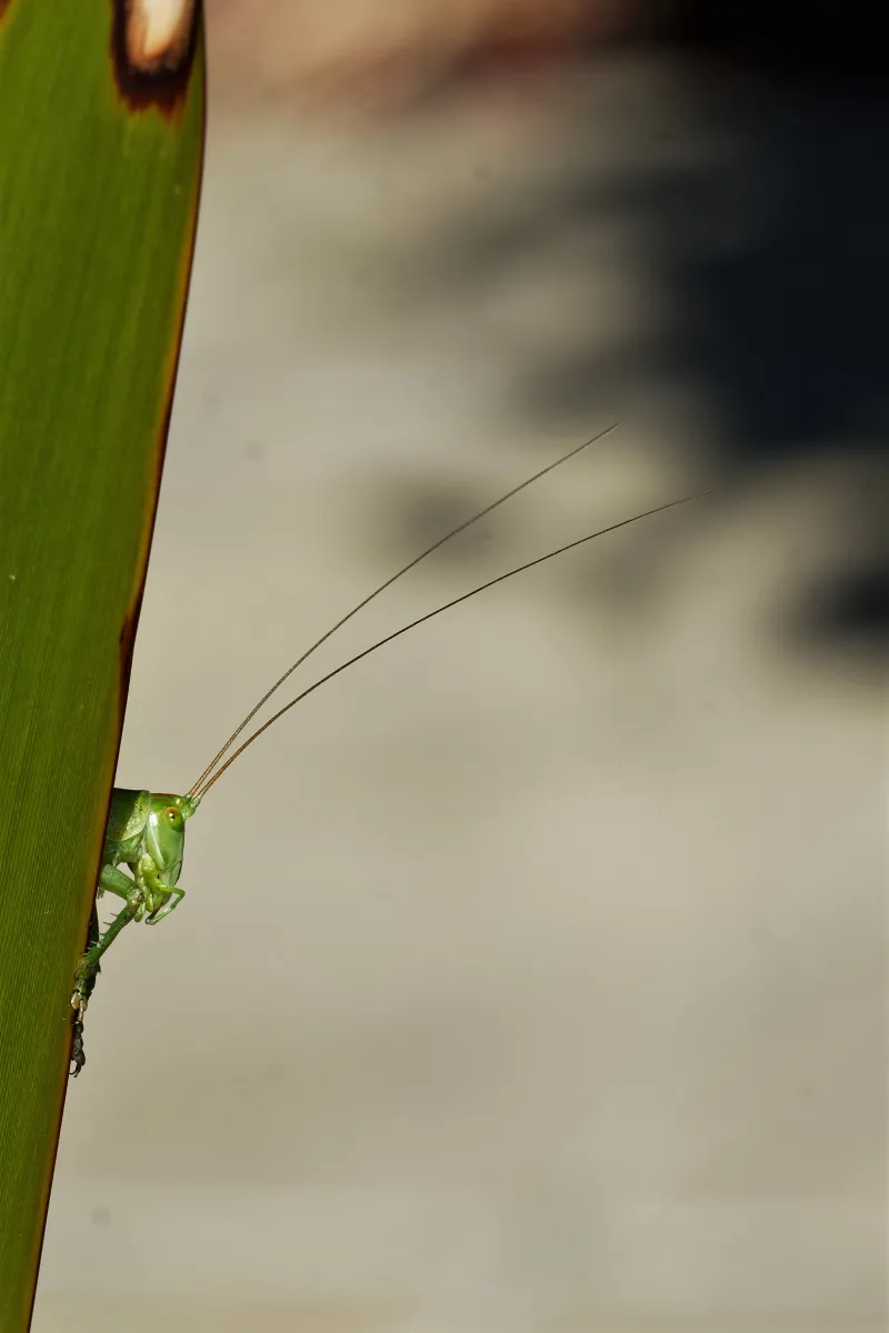 Sauterelle ou criquet dans les hautes herbes — photographie d’Yvon JACQUES