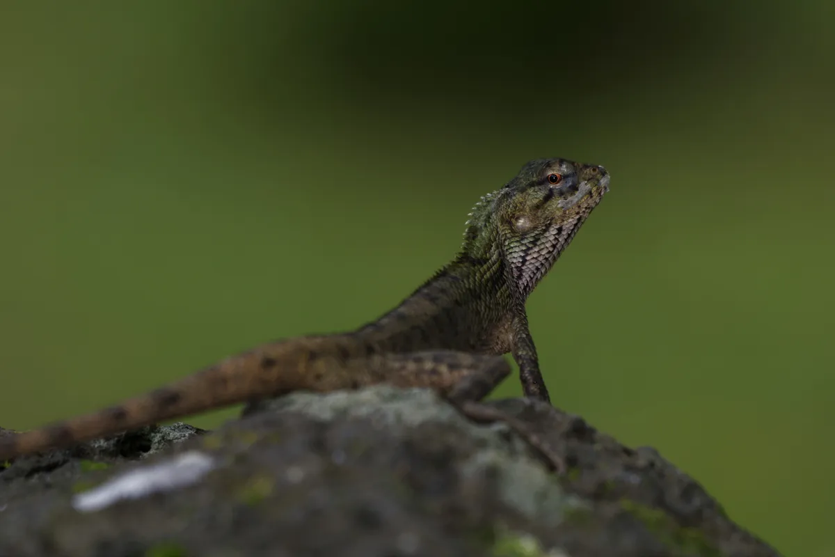 Lézard sauvage dans son habitat — photographie d’Yvon JACQUES