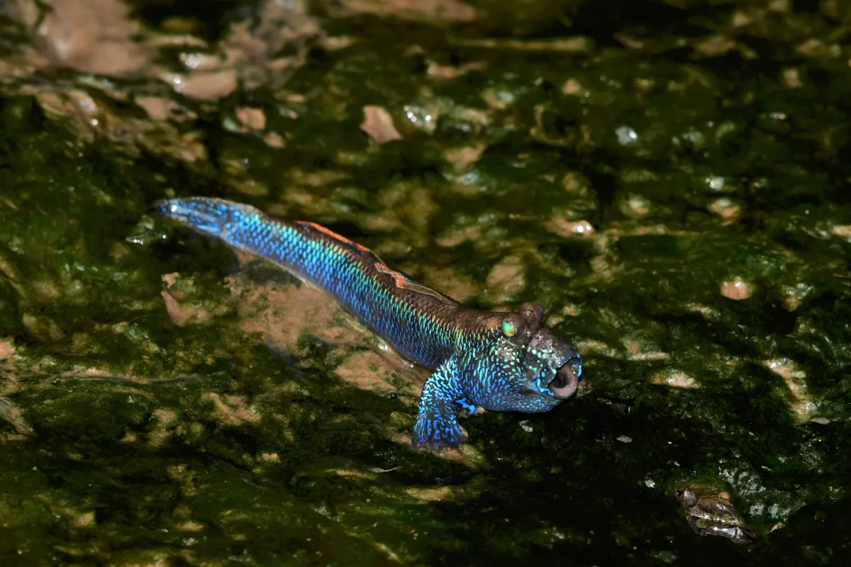 Périophtalme entre terre et eau — photographie d’Yvon JACQUES
