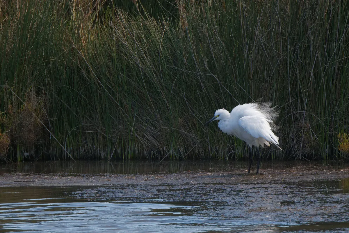 Oiseau sauvage au bec remarquable — photographie d’Yvon JACQUES