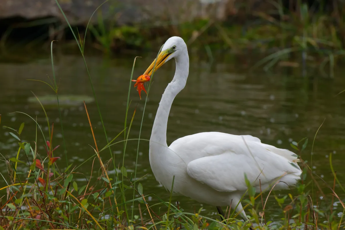 Oiseau sauvage au bec remarquable — photographie d’Yvon JACQUES