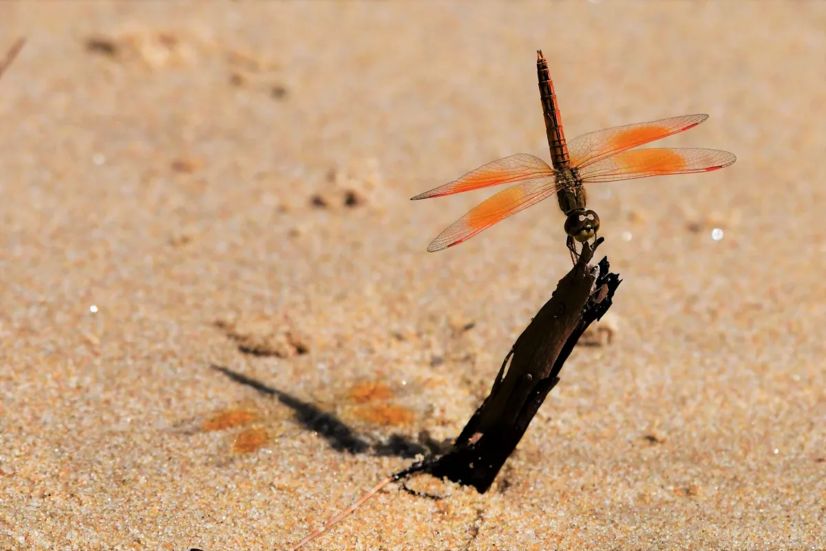 Libellule du Vietnam dans un milieu tropical — photographie d’Yvon JACQUES