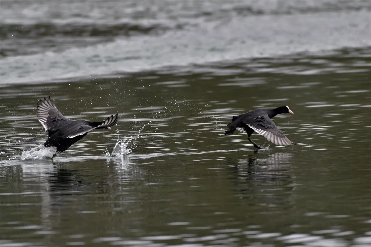Oiseau sauvage dans son milieu naturel — photographie d’Yvon JACQUES