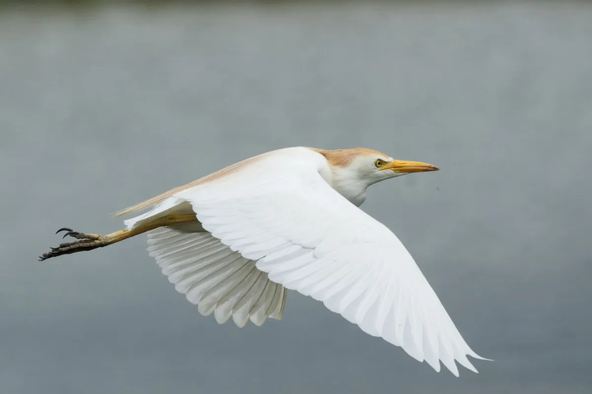Oiseau sauvage au bec remarquable — photographie d’Yvon JACQUES