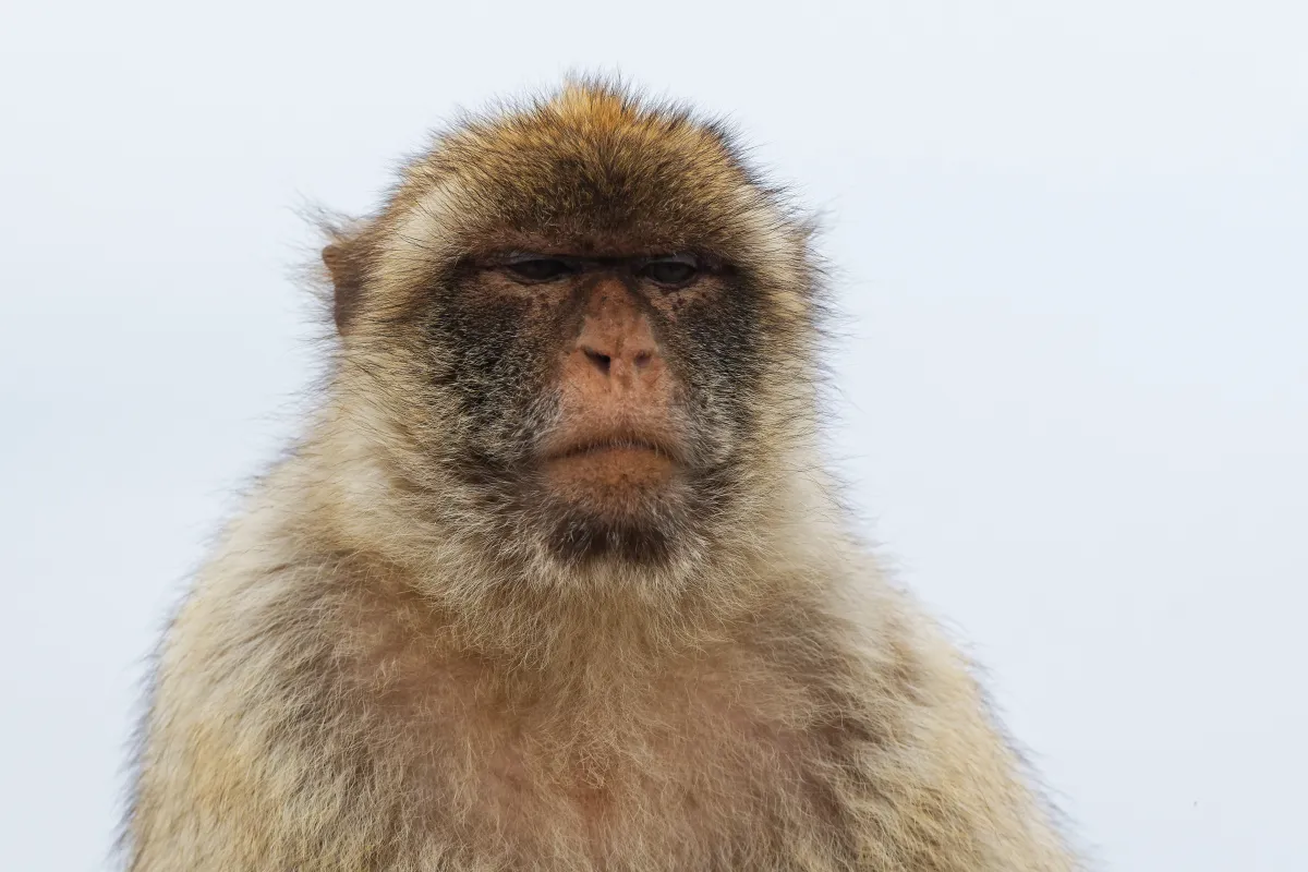 Singe observé dans son environnement — photographie d’Yvon JACQUES