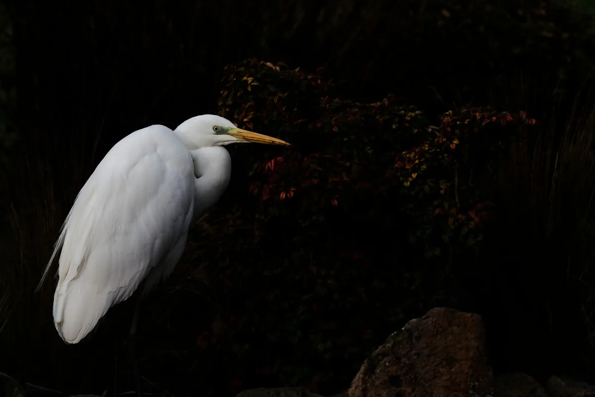Oiseau sauvage dans son milieu naturel — photographie d’Yvon JACQUES