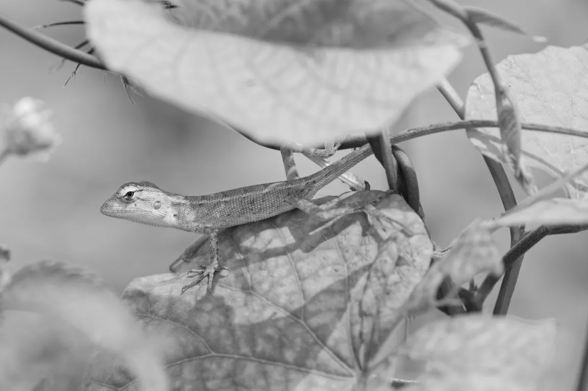 Lézard sauvage dans son habitat — photographie d’Yvon JACQUES