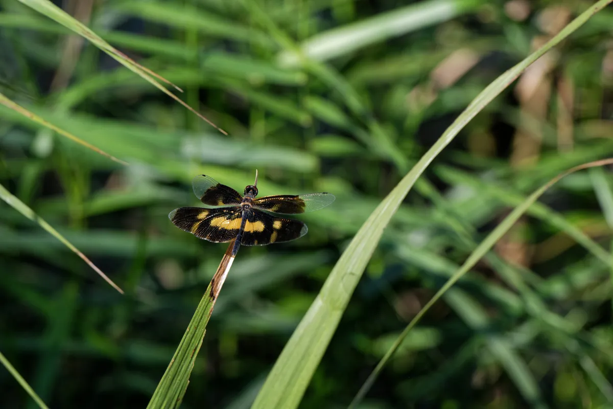 Libellule du Vietnam dans un milieu tropical — photographie d’Yvon JACQUES