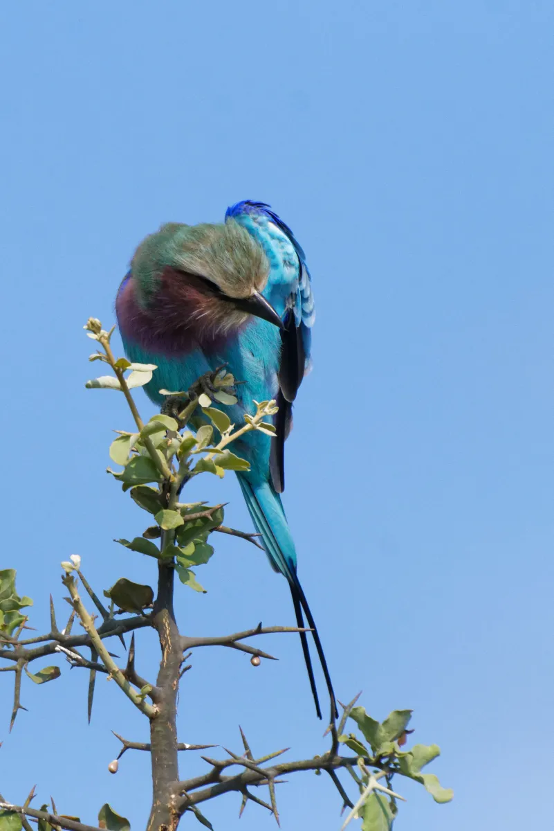 Faune, paysage ou rencontre en Afrique du Sud — photographie d’Yvon JACQUES