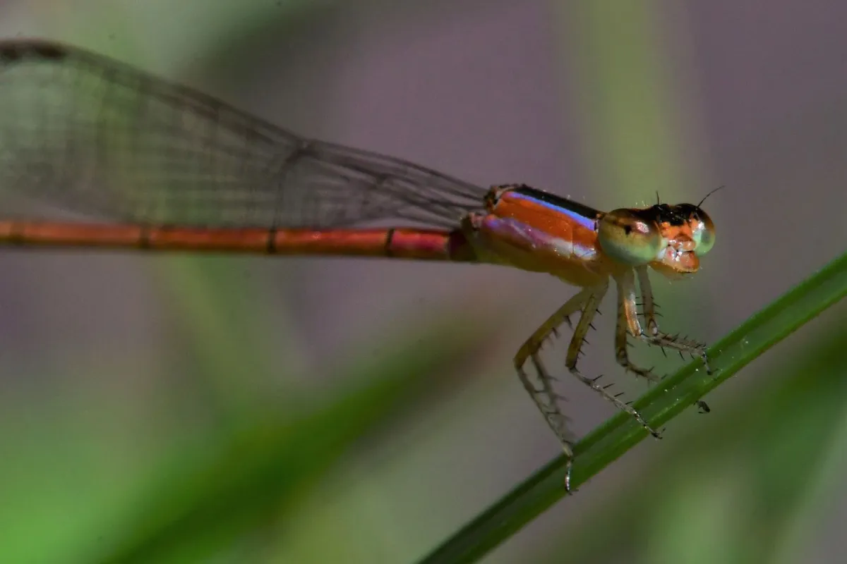 Libellule du Vietnam dans un milieu tropical — photographie d’Yvon JACQUES