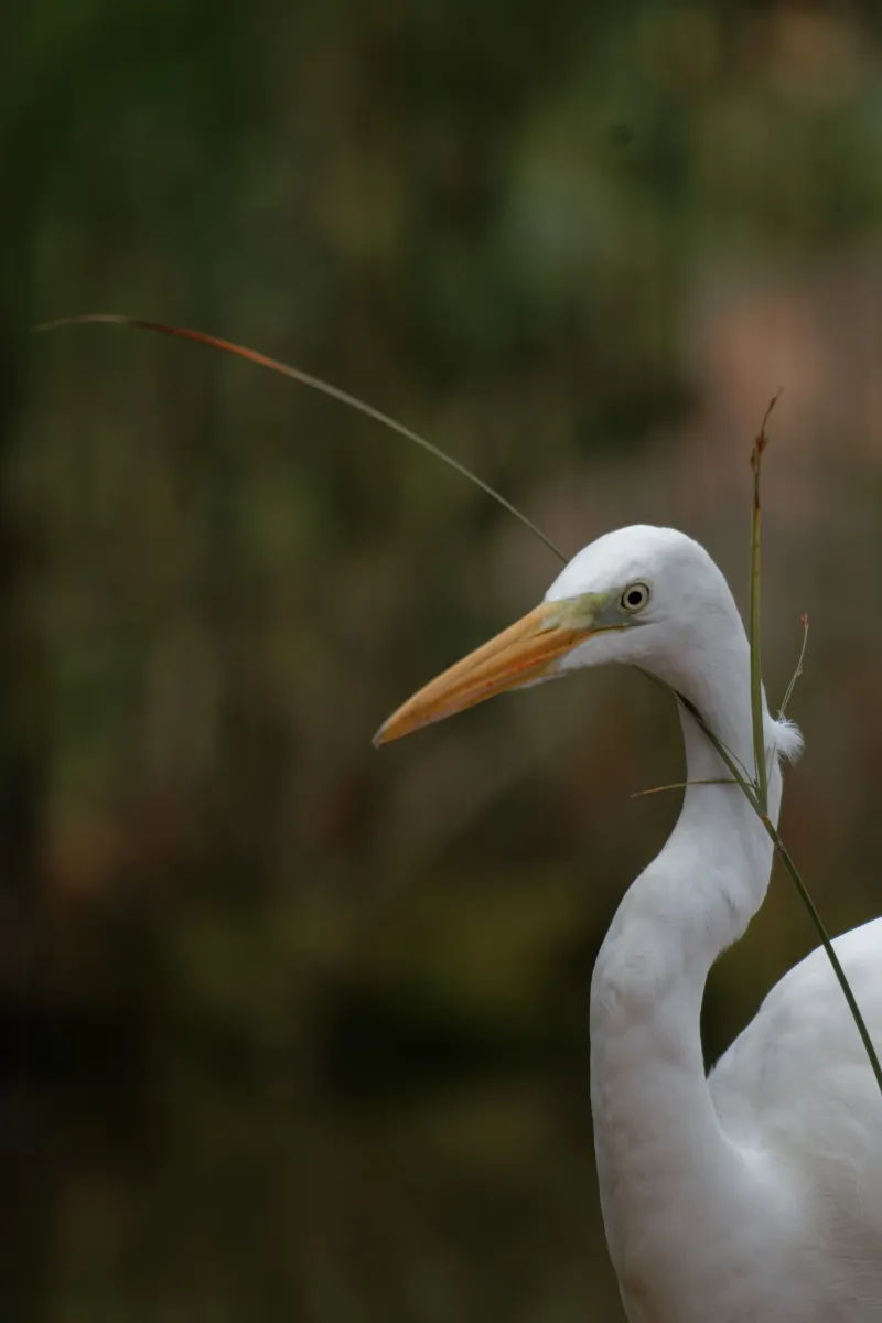 Oiseau sauvage au bec remarquable — photographie d’Yvon JACQUES