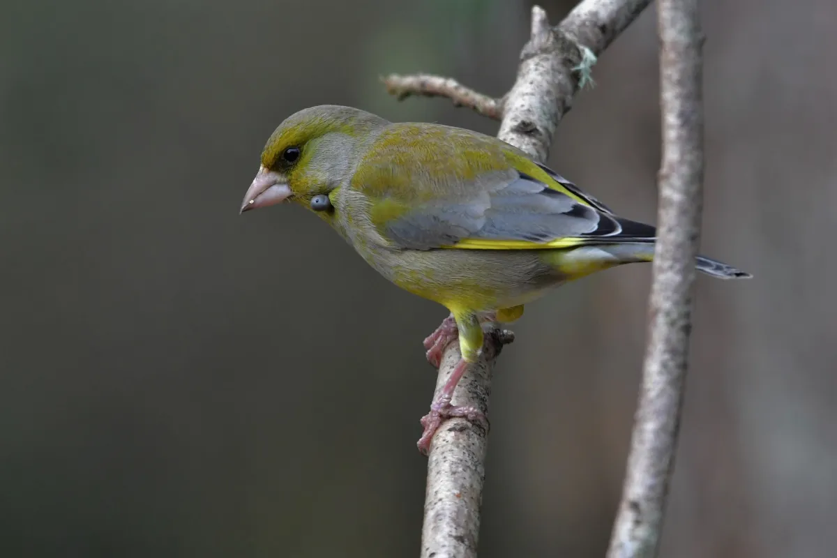 Oiseau sauvage dans son milieu naturel — photographie d’Yvon JACQUES
