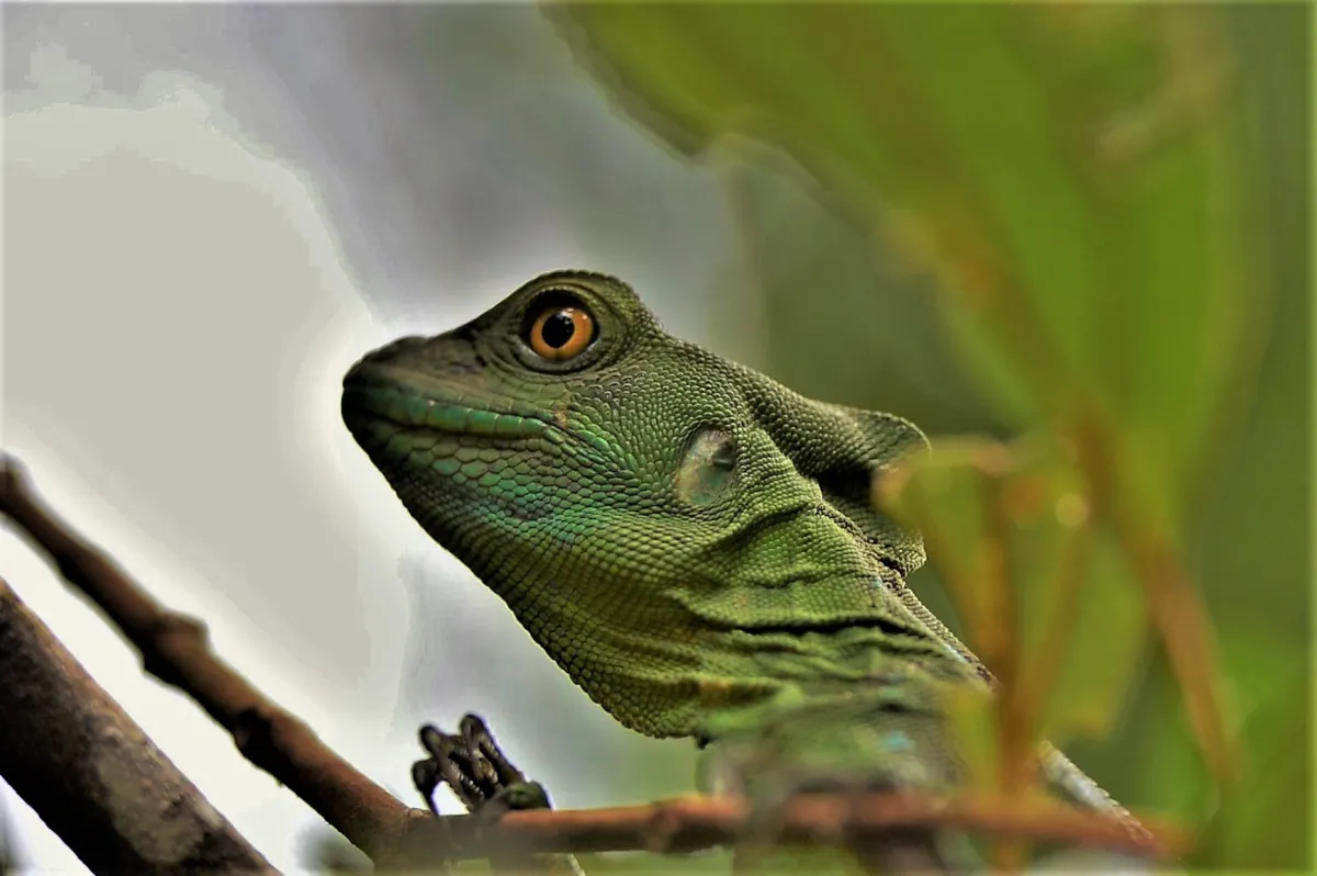 Lézard sauvage dans son habitat — photographie d’Yvon JACQUES