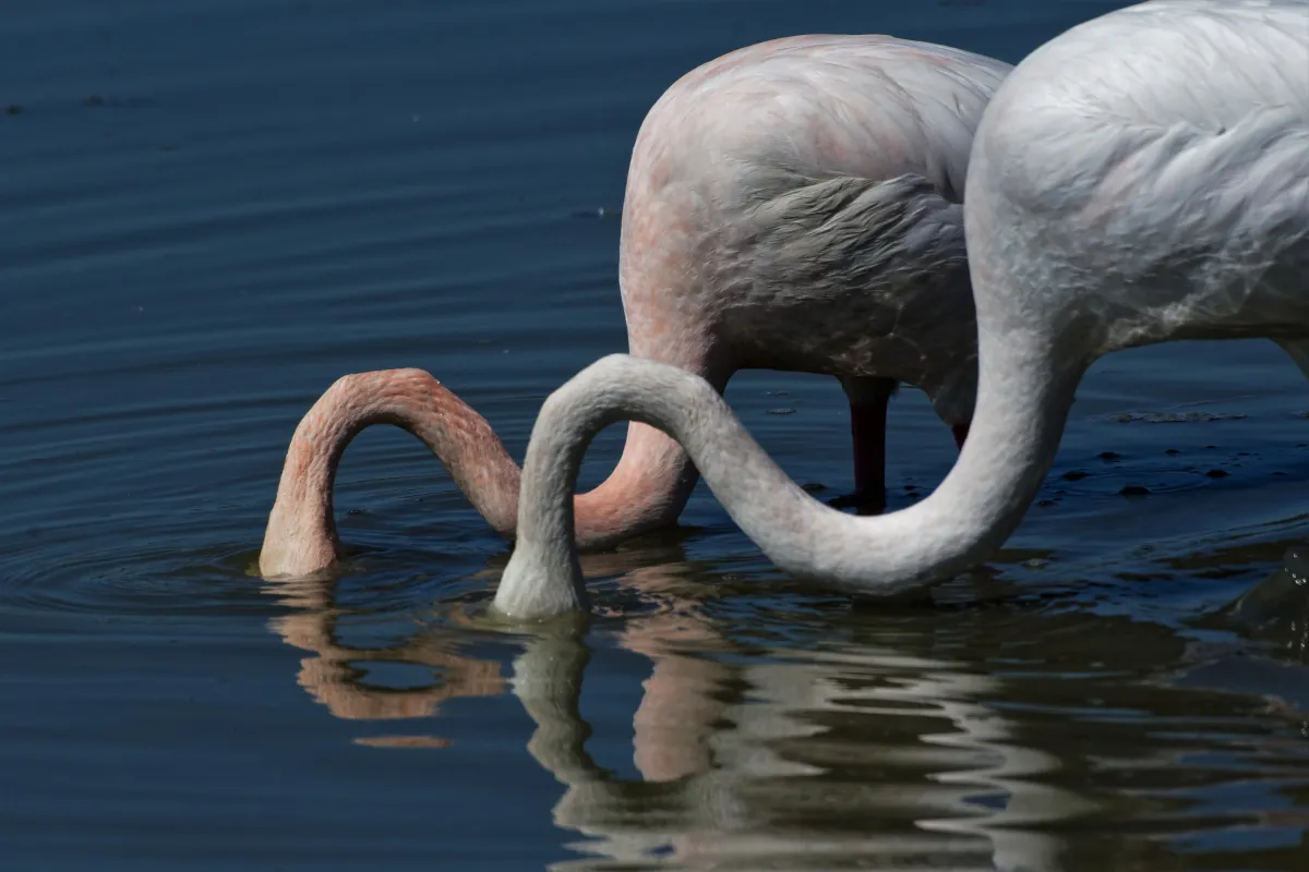 Flamant rose dans la lumière de Camargue — photographie d’Yvon JACQUES