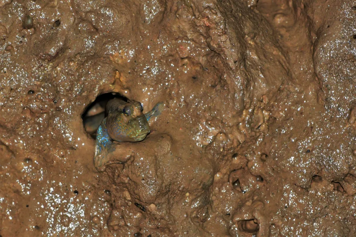 Périophtalme entre terre et eau — photographie d’Yvon JACQUES
