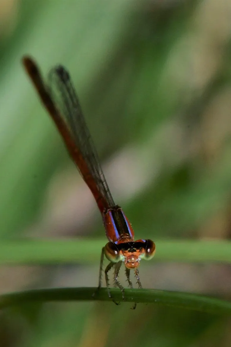 Libellule du Vietnam dans un milieu tropical — photographie d’Yvon JACQUES