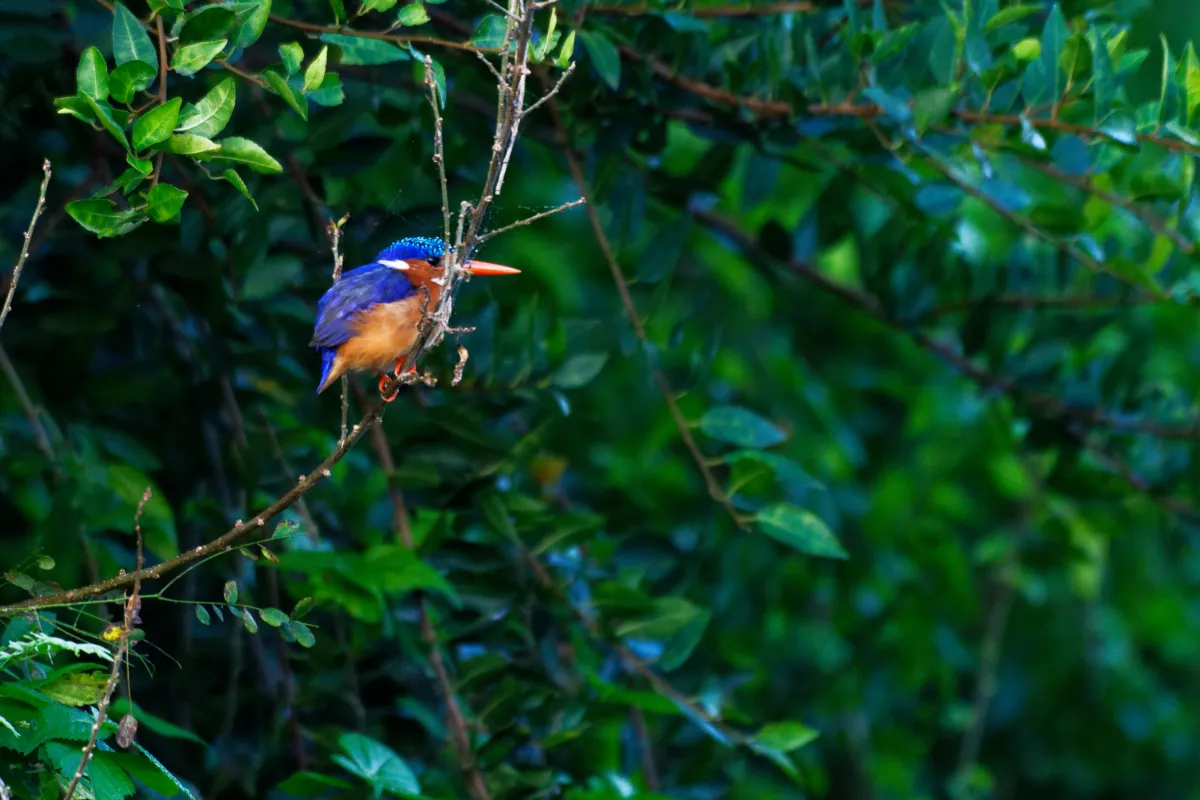 Faune, paysage ou rencontre en Afrique du Sud — photographie d’Yvon JACQUES