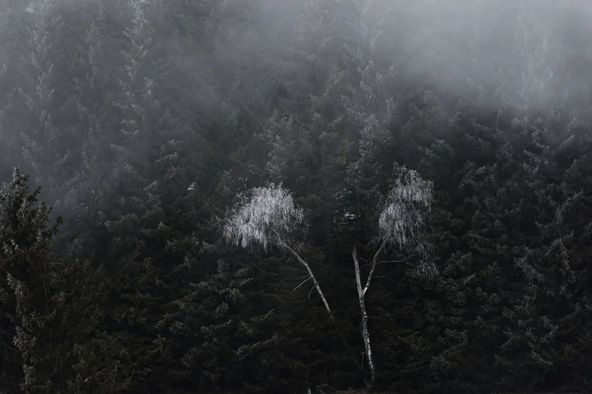 Paysage d’hiver entre neige, montagne et lumière — photographie d’Yvon JACQUES