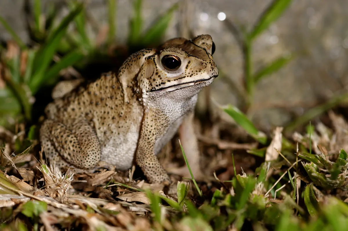 Grenouille, crapaud ou batracien à fleur d’eau — photographie d’Yvon JACQUES