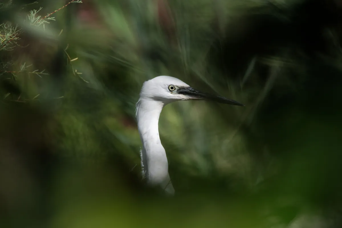 Oiseau sauvage au bec remarquable — photographie d’Yvon JACQUES